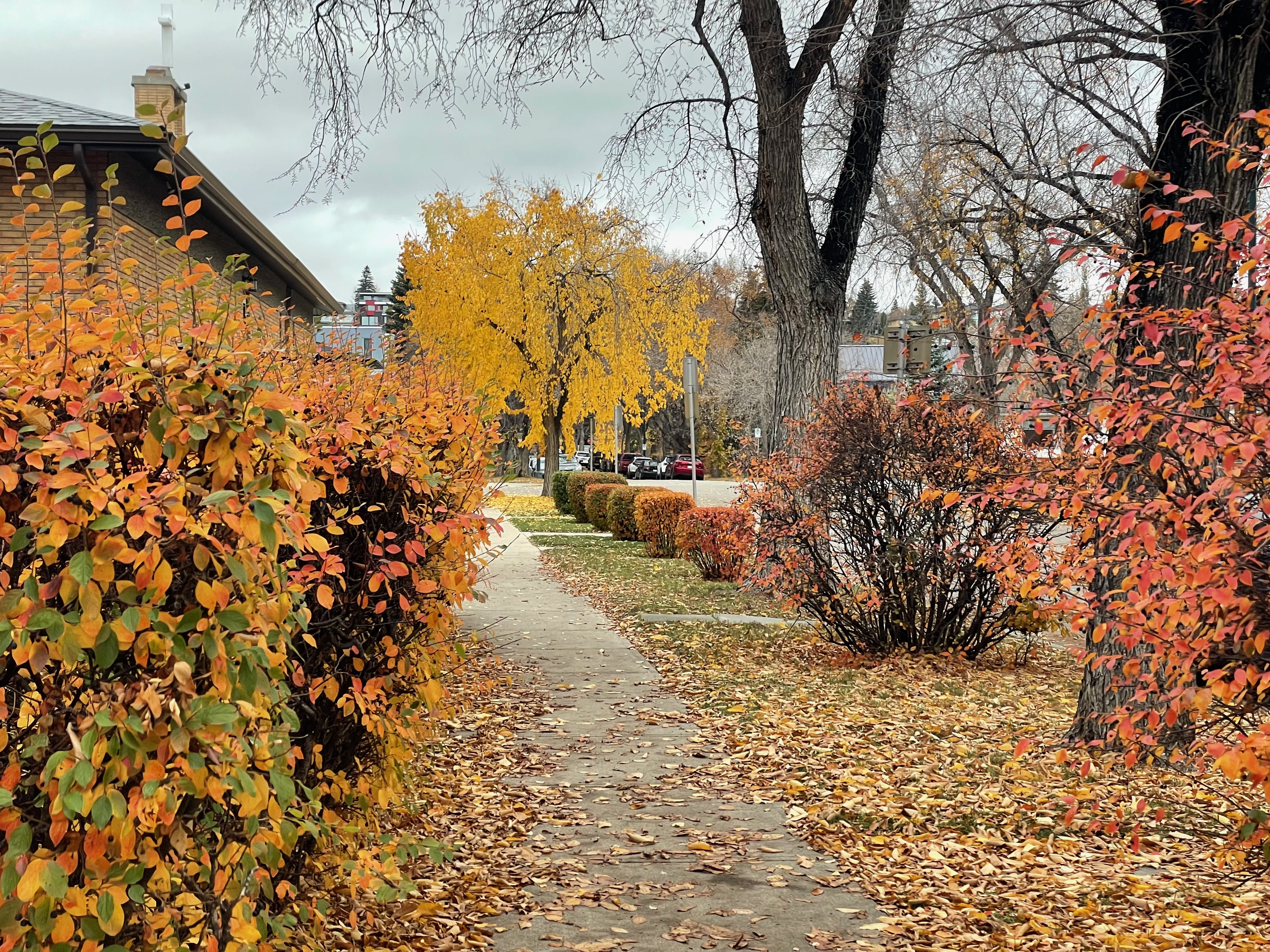 A sidewalk lined with fallen leaves winds through a quiet neighborhood, bordered by shrubs in bright orange, red, and yellow autumn colors. A vivid yellow tree stands in the center distance, framed by bare branches, large tree trunks, and overcast gray skies, creating a calm seasonal city scene.