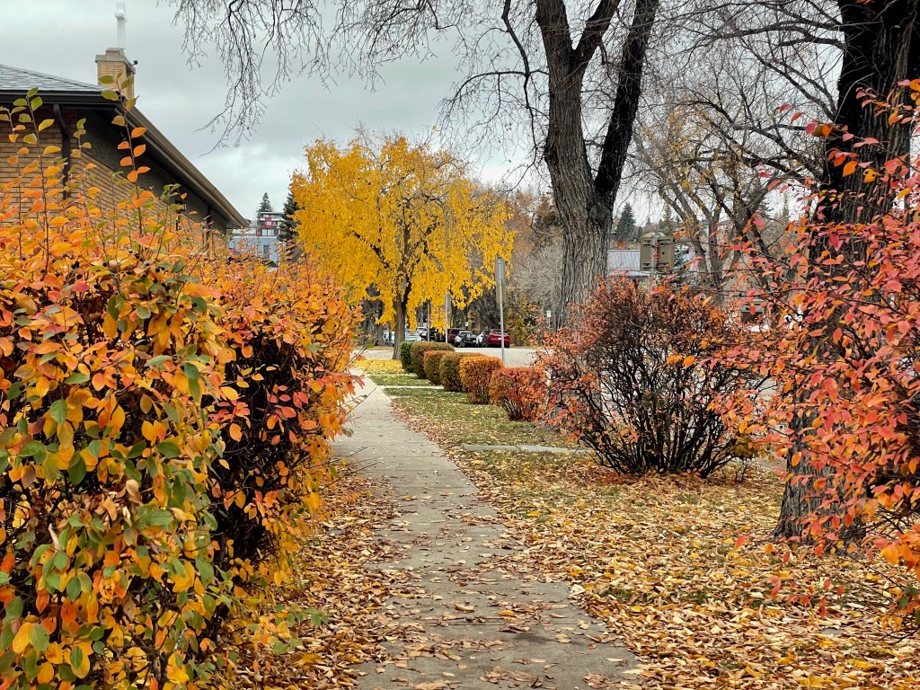 A sidewalk lined with fallen leaves winds through a quiet neighborhood, bordered by shrubs in bright orange, red, and yellow autumn colors. A vivid yellow tree stands in the center distance, framed by bare branches, large tree trunks, and overcast gray skies, creating a calm seasonal city scene.