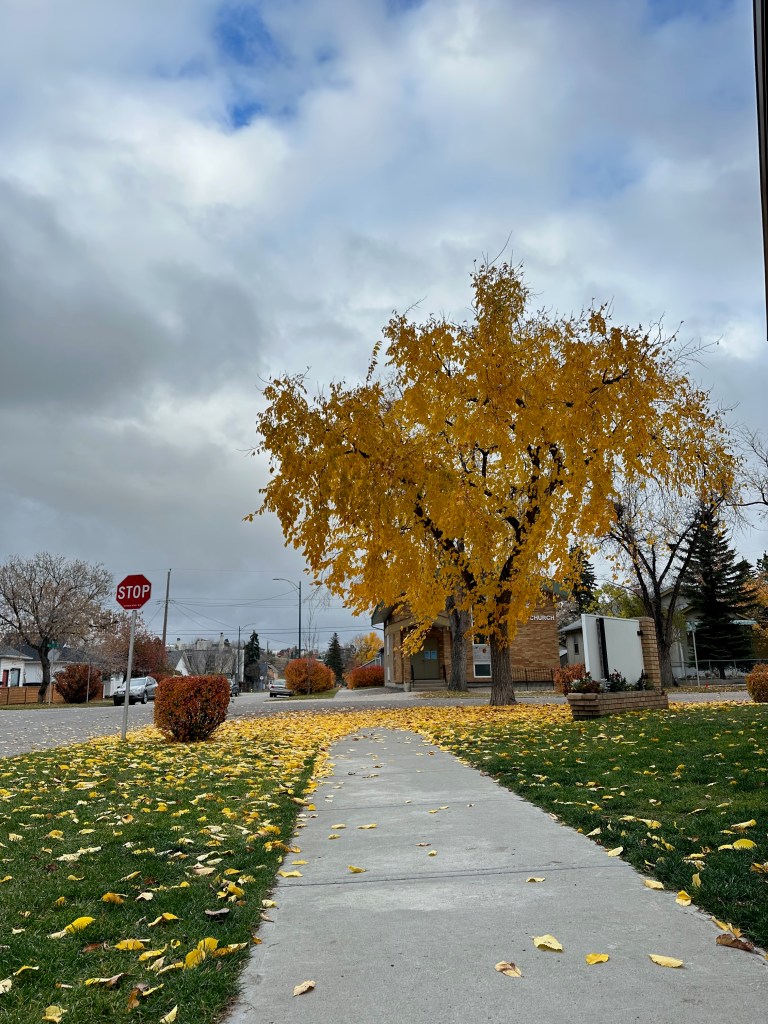  A quiet neighborhood sidewalk curves beneath a large tree covered in golden-yellow autumn leaves. Fallen leaves scatter across the grass and pavement, while a red stop sign, low shrubs, houses, and a small church appear in the background under a cloudy gray-blue sky on a calm residential street.