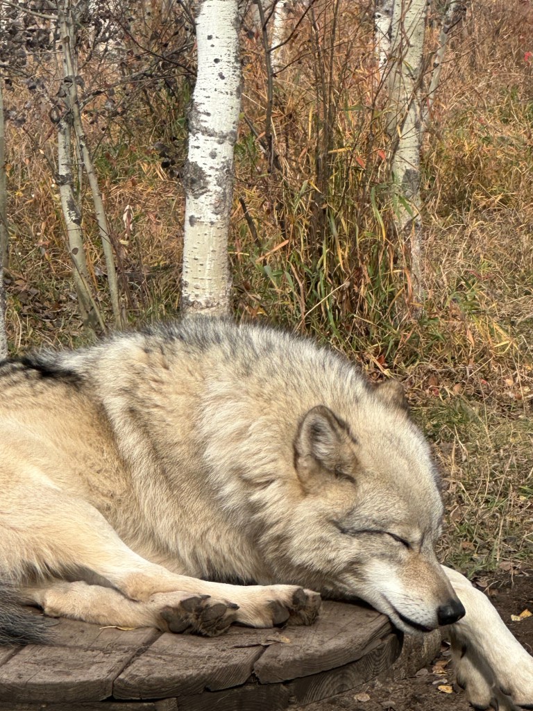  A gray wolf-dog rests with eyes closed on a wooden platform, surrounded by dry grass and slender white-barked trees. Its thick fur blends shades of gray, cream, and brown, while its relaxed posture gives the scene a calm, peaceful feeling in a quiet autumn woodland setting.