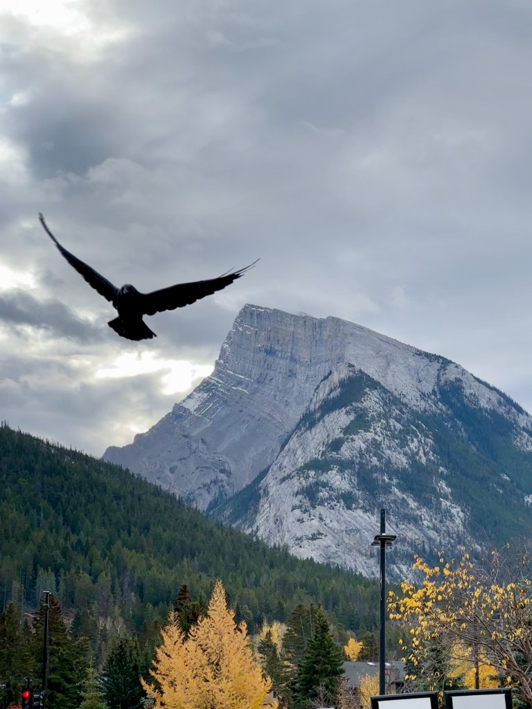 A large black bird flies across a cloudy mountain sky, silhouetted above a forested slope and a pale gray rocky peak. Golden autumn trees and dark evergreens fill the lower scene, while the dramatic contrast between the bird, stormy clouds, and rugged landscape creates a striking wilderness view.