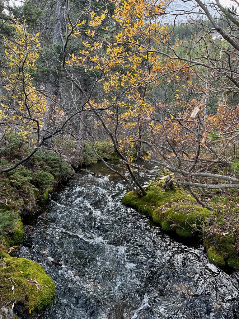  Small stream flows through a wooded area, bordered by bright green moss and low vegetation. Thin branches with yellow autumn leaves stretch over the water, while evergreen trees fill the background. The dark, rippling creek winds gently through the scene, creating a quiet and natural forest landscape.
