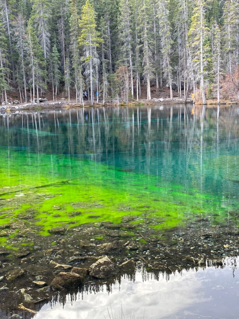 Clear turquoise spring water reveals bright green aquatic vegetation and stones near the shore, while tall evergreen trees line the opposite bank. The still surface reflects the forest in soft vertical patterns, creating a calm and vivid natural scene with striking shades of green, blue, and gray.