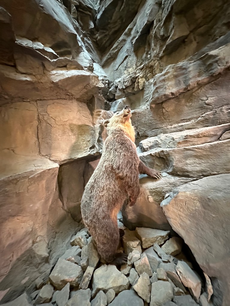 A lifelike bear sculpture stands upright among large, layered rock formations, one paw resting on a ledge as it looks upward with its mouth slightly open. Its textured brown fur and realistic pose make it appear almost alive, while loose stones cover the floor of the narrow rocky enclosure.