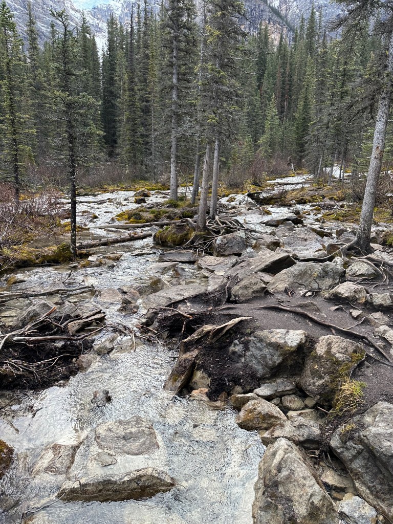 A shallow mountain stream flowing through a forest with rocks, trees, and fallen branches.